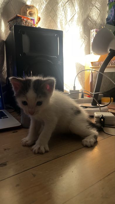 Котята хорошенькие