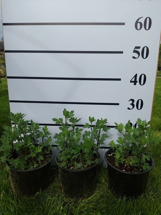 Хризантемы кустовые бордюрные