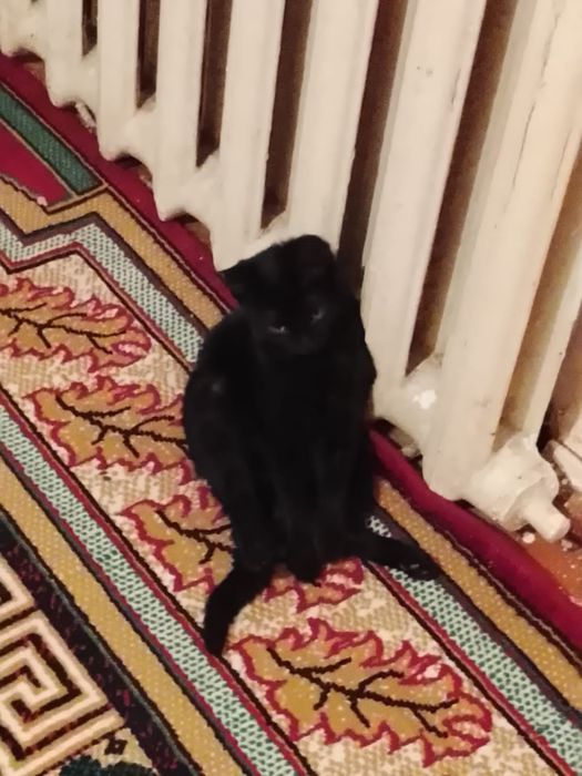 Мысық тар тегін,1қыз,1ұл