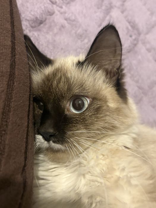 Одам кошку в добрые руки