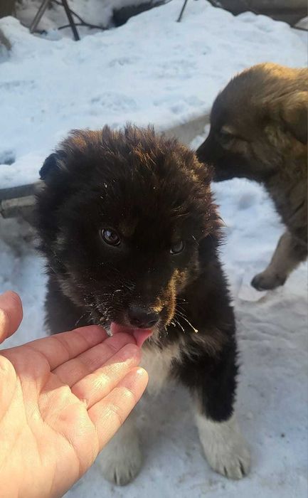 Щенки- мальчики ищут дом