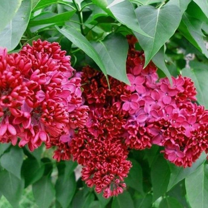 Liliac (Parfumat Roșu Intens )la ghiveci