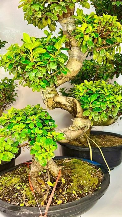 Фикус Бонсай 80-90 см