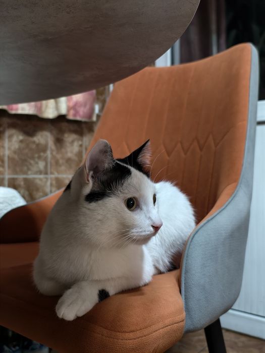 Котик Хамон Анатольевич