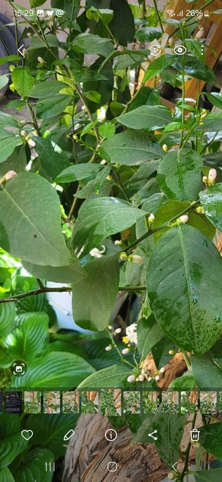 Продам лимонное дерево