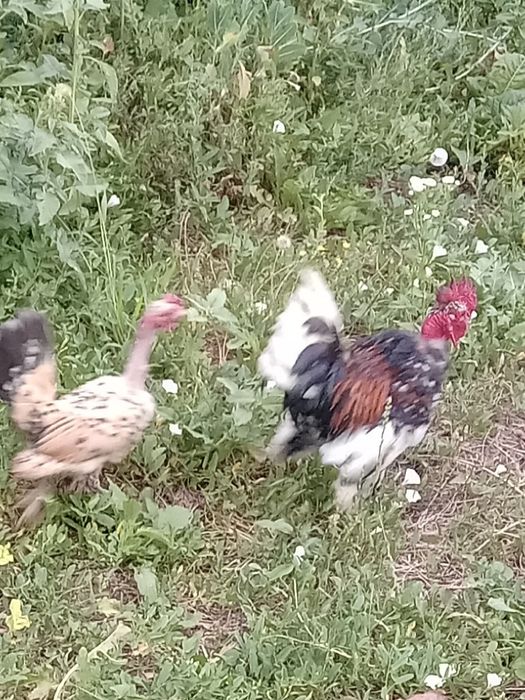 Pitici garlejate și normale