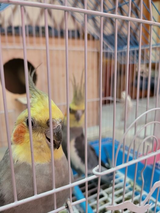 Корелла пара с клеткой и с кормом