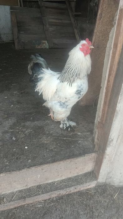 Петухи породы Брама
