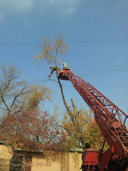 Daraxt kesish/ Спил деревьев, обрезка деревьев, вырубка кустарников