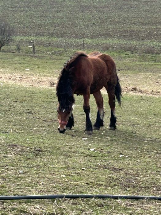 Vând manz de 10 luni ff cuminte un mânz cu forme bune gros