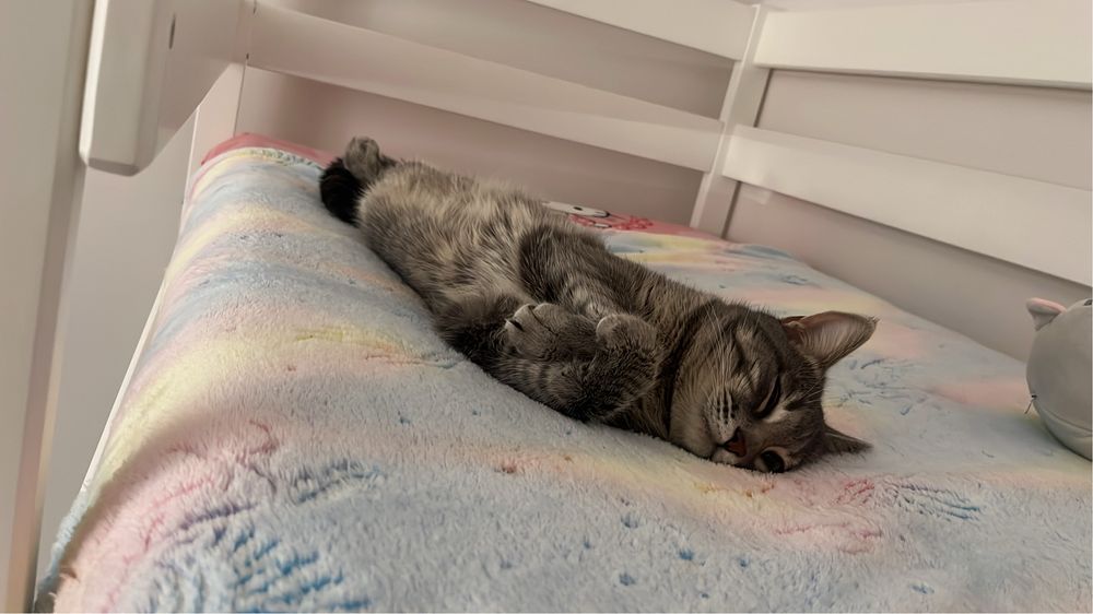 Отдам кота в хорошие руки