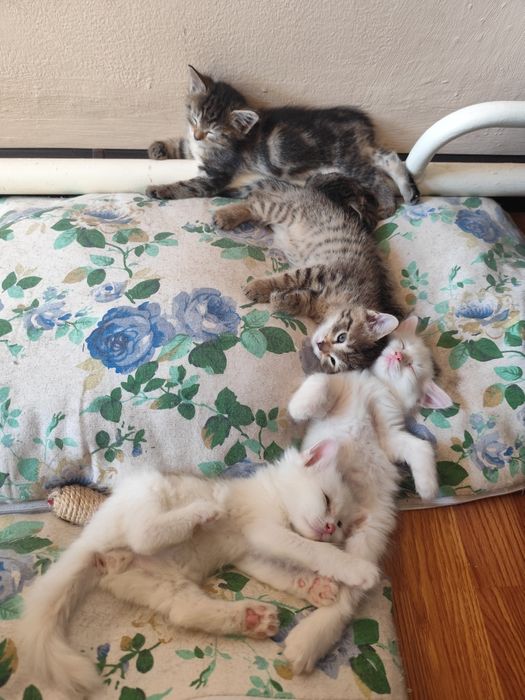 Красивые котята в дар.