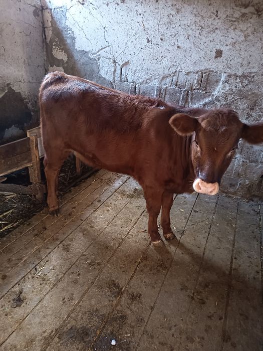 Vând vițea angus rosu