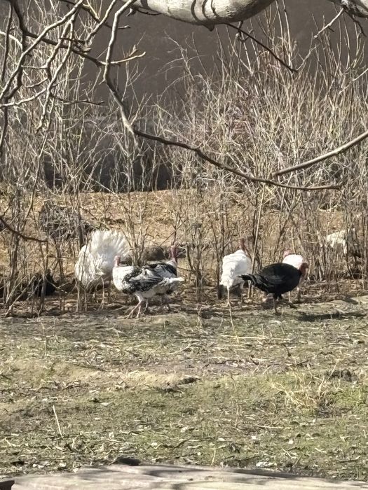 Индюк, Курка …..