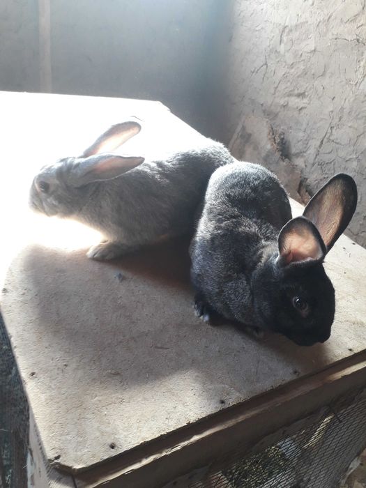 Quyon sotiladi narxini kelishamiz.