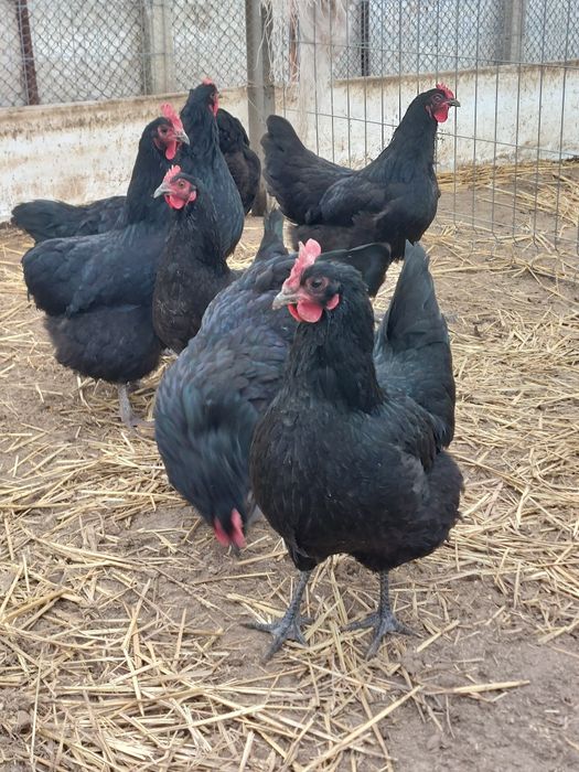 Oua incubat Australorp negru