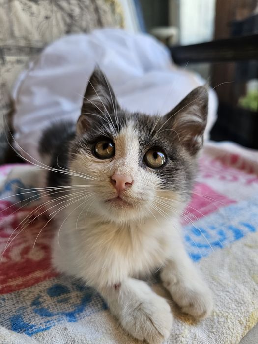 Мъжко коте за осиновяване