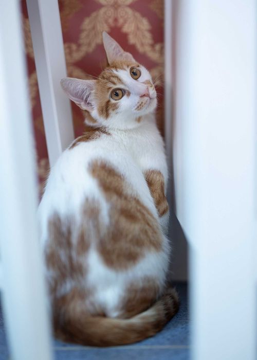 Мъжко коте на 6 месеца търси дом