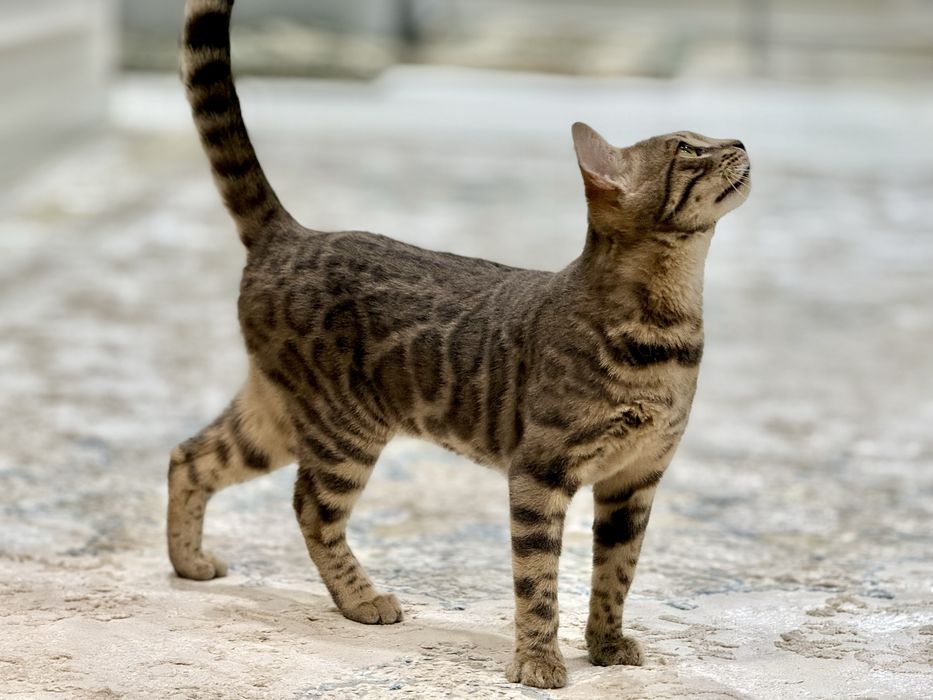 Bengal mushukcha