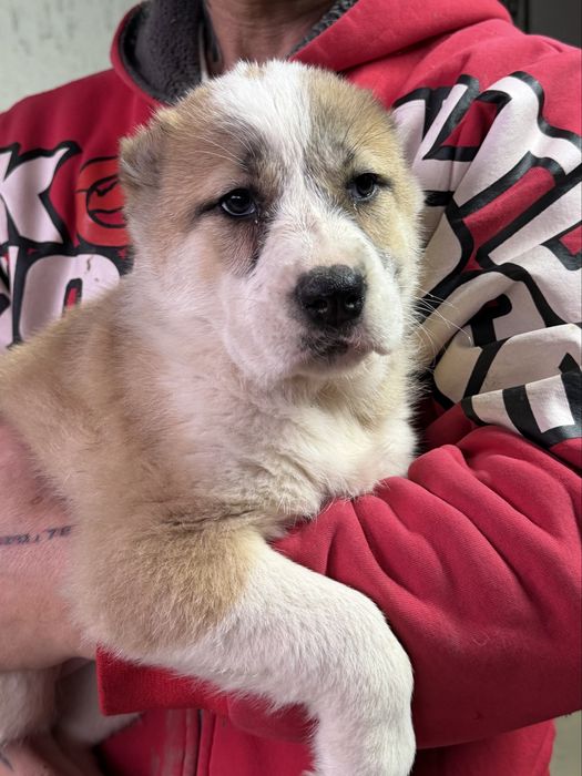 Щенки алабайчики