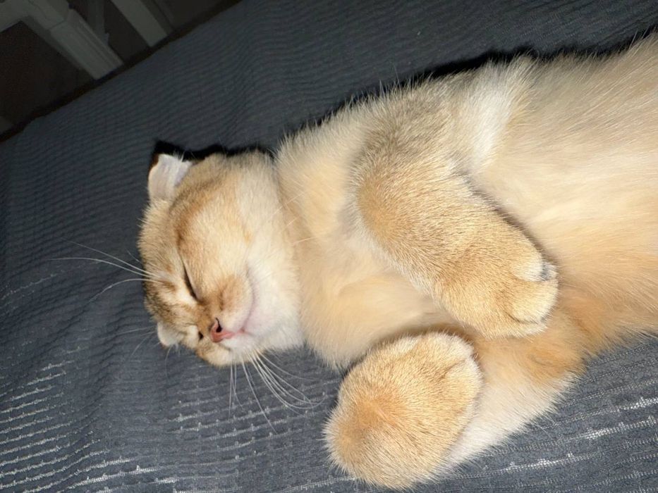 Продается шотландская вислоухая