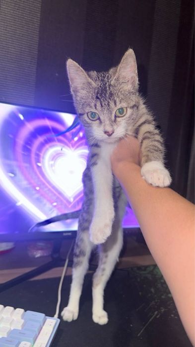 Котенок маленький ласковый