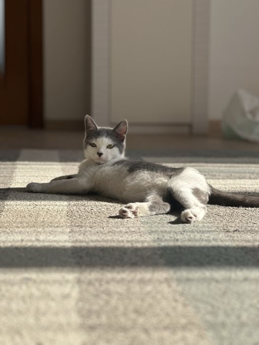 Котенок ищет дом