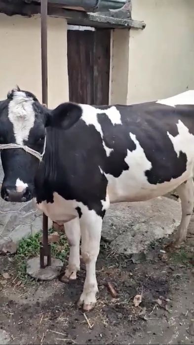 Продавам бременна юница
