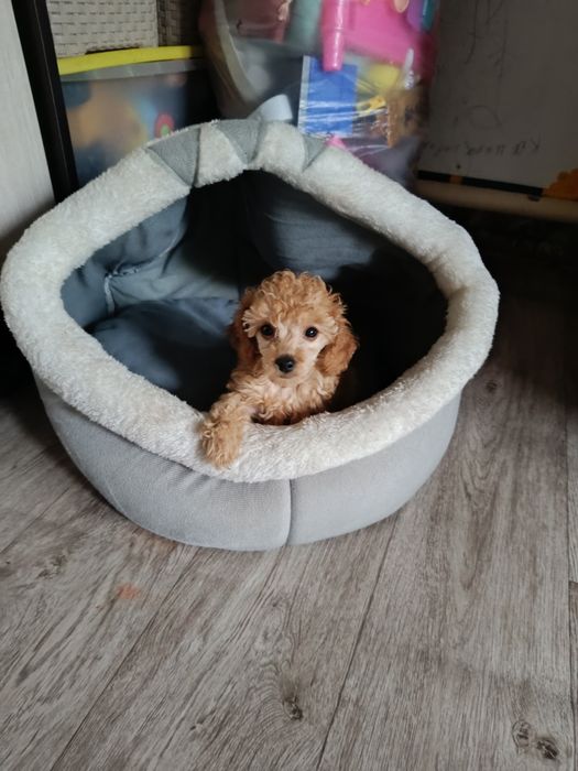 Карликовый пудель щеночки.