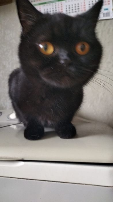 Кошечка ищет дом..