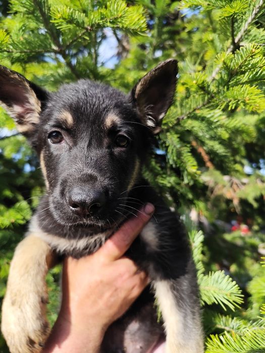 Породные Щенки ВЕО