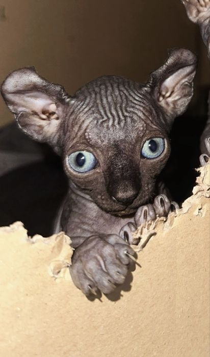 Fetita Sphinx Elf