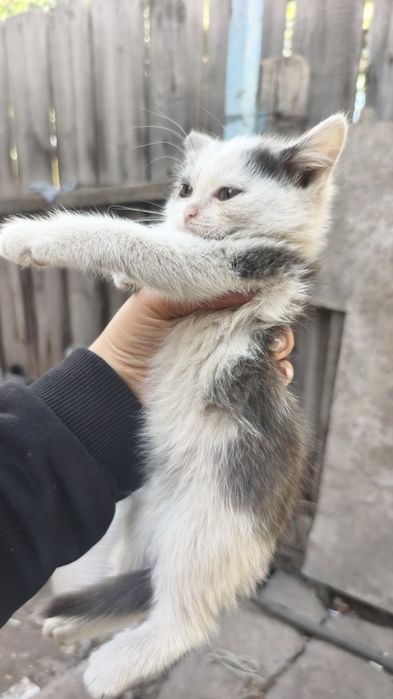 Отдам котят в хорошие руки