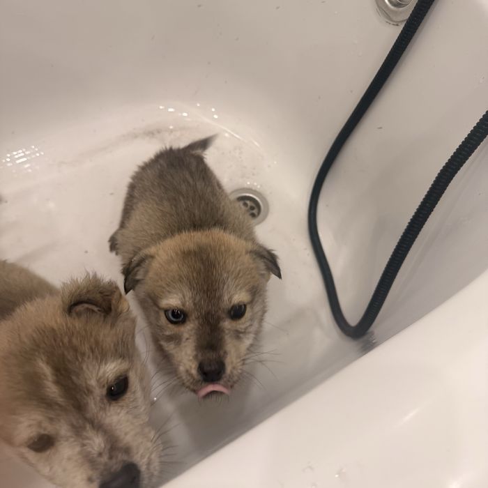 Отдам щенков Лабски