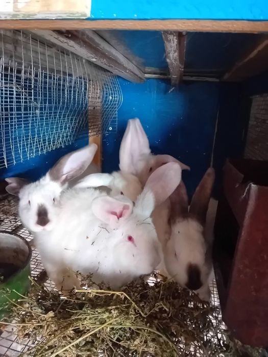 Kалифорнийски и новозеландски зайци - цика