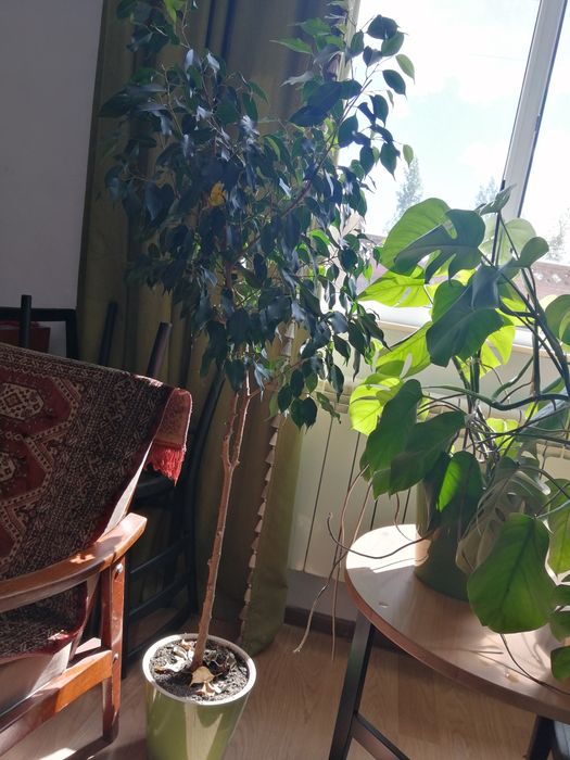 Продам фикусы Бенджамина