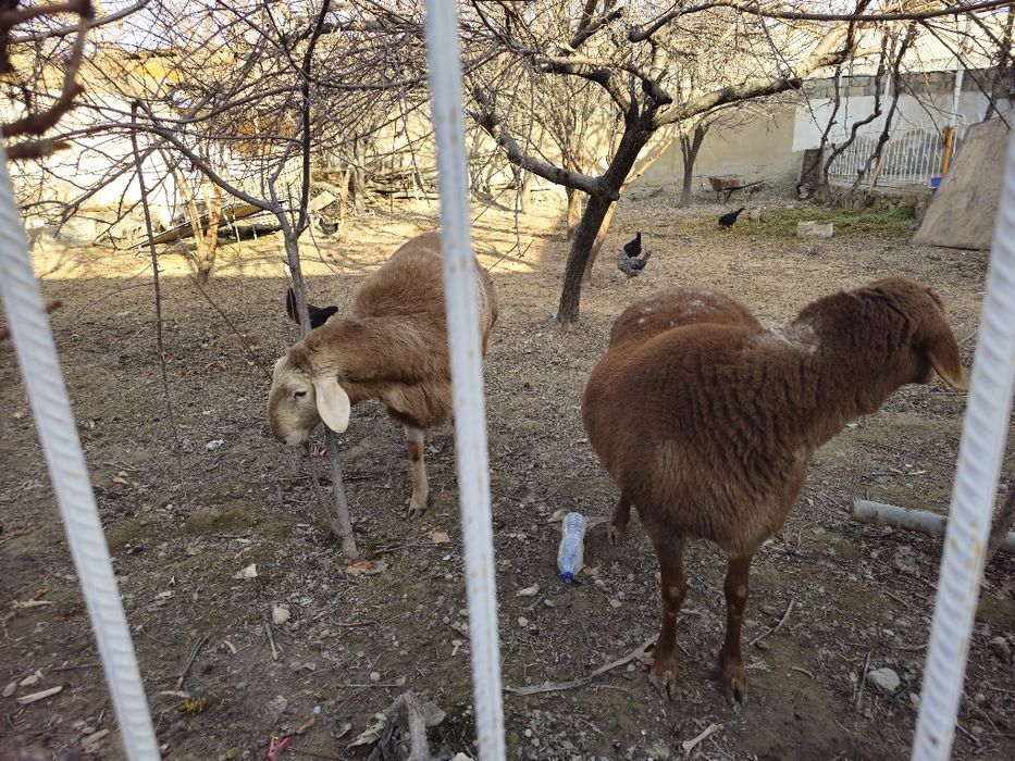 Арашан Кучкор ва Куй сотилади нархи 23 млн сум