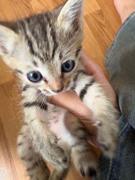 Бенгальский котёнок мальчик