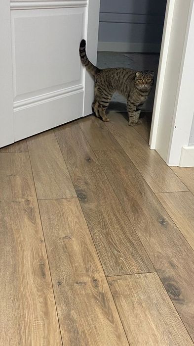 Отдам кота в добрые руки