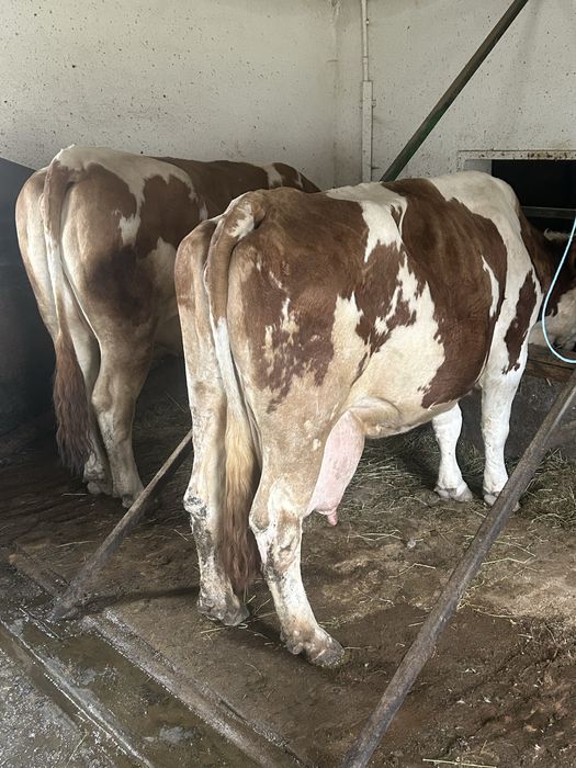 Junincă de vânzare