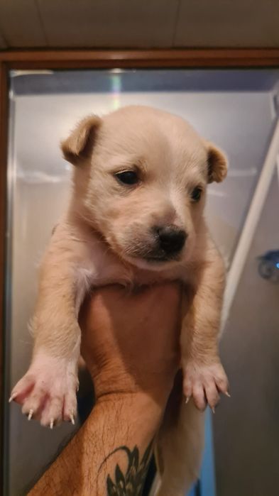 Отдаю щенка (самец) в хорошие руки