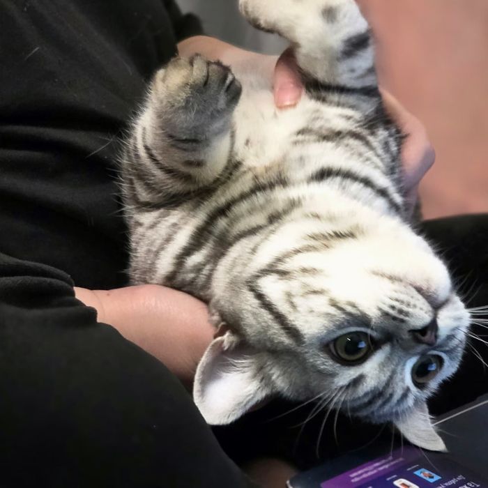 Скотишь страйт кот