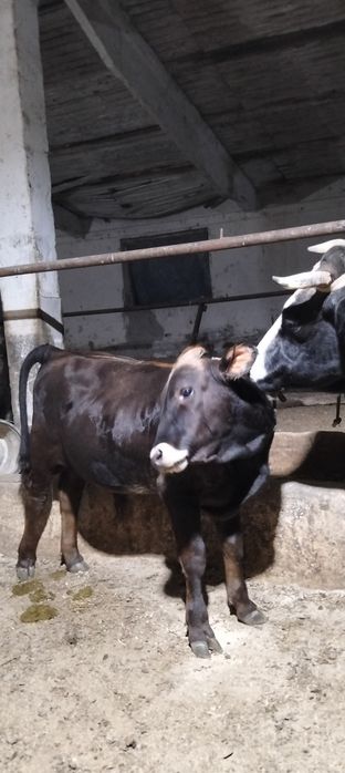 Продам коровь с телятами