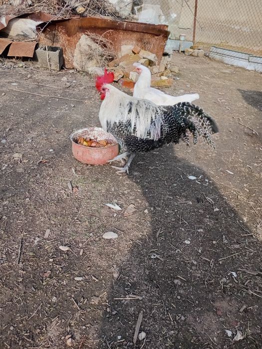 Вариант барма тауықа