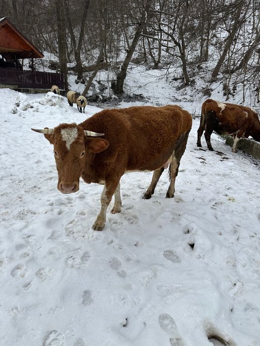 Vând vaca bălțata cu vițel după ea