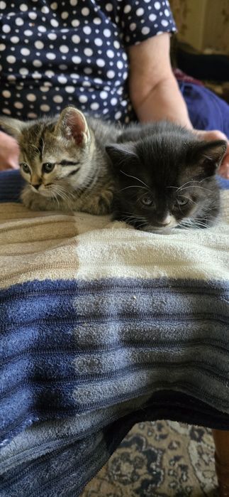 Отдам котят,мальчики 1.5 мес