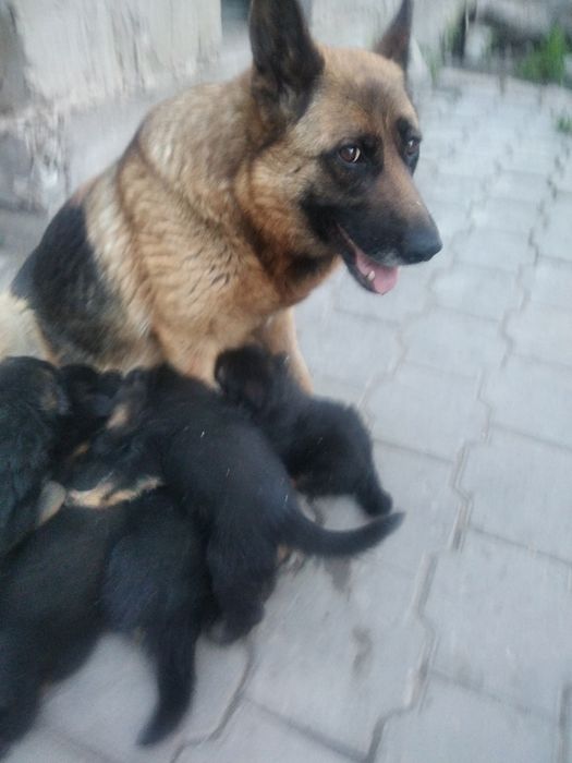 Продаю щенки немецкой овчарки