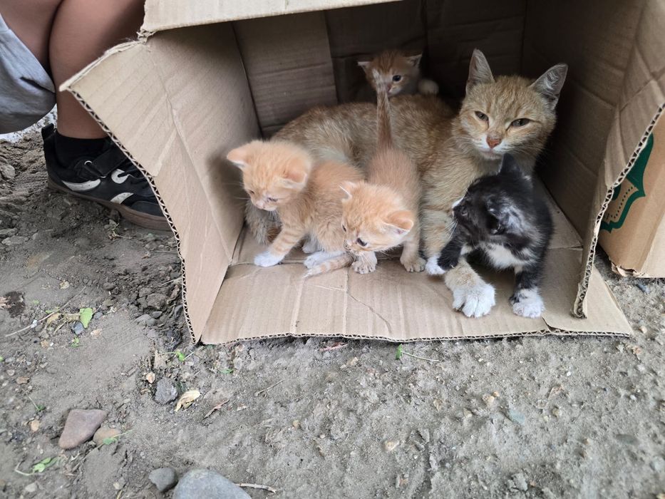 Отдам котят в хорошие руки!