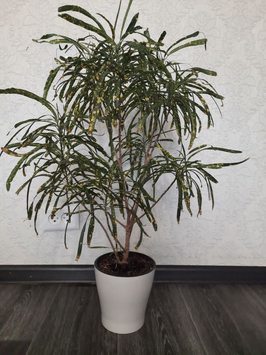 Продам цветы Кротон