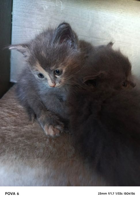 Отдам котят в добрые руки